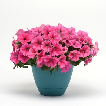 Petunia Headliner™ 'Pink Star' (144404)