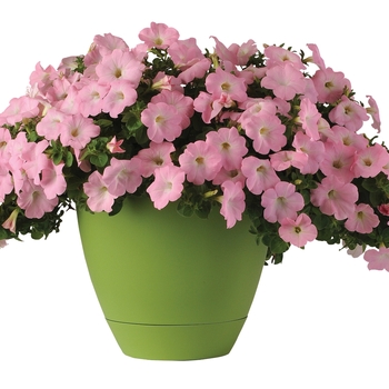 Petunia Main Stage™ 'Pink' (144455)