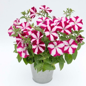 Petunia Starlet™ 'Carmine Star' (144464)