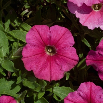 Petunia Starlet™ 'Dark Pink' (144480)