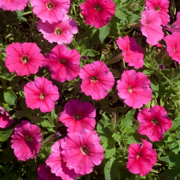 Petunia Starlet™ 'Dark Pink' (144481)