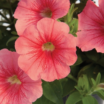 Petunia Starlet™ 'Salmon Red Vein' (144492)