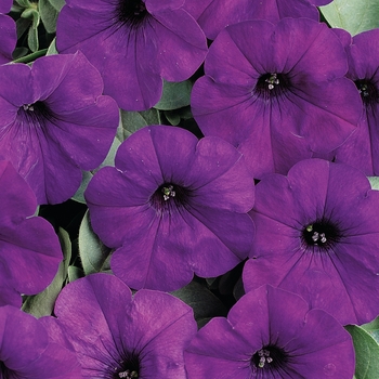 Petunia Easy Wave® '' (144507)