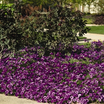 Petunia Easy Wave® '' (144509)