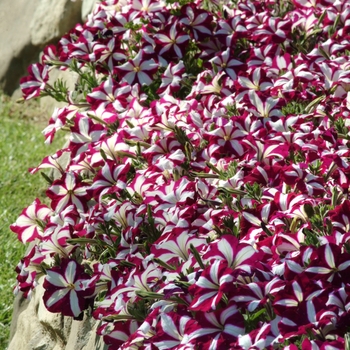 Petunia Easy Wave® 'Burgundy Star' (144513)