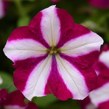 Petunia Easy Wave® 'Burgundy Star' (144514)