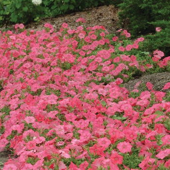 Petunia Easy Wave® 'Coral Reef' (144517)