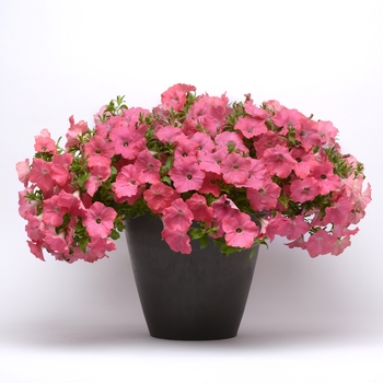 Petunia Easy Wave® 'Coral Reef' (144518)