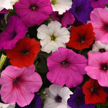 Petunia Easy Wave® 'Formula Mix' (144521)