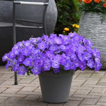 Petunia Easy Wave® 'Lavender Sky Blue' (144524)