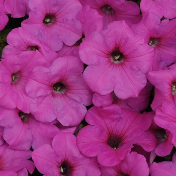 Petunia Easy Wave® 'Neon Rose' (144527)