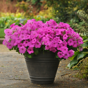 Petunia Easy Wave® 'Neon Rose' (144528)