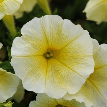 Petunia Easy Wave® 'Yellow' (144530)