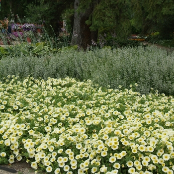 Petunia Easy Wave® 'Yellow' (144532)