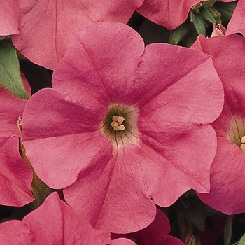 Petunia Easy Wave® 'Salmon' (144539)