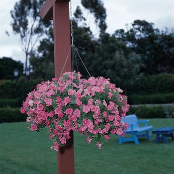 Petunia Easy Wave® 'Salmon' (144540)