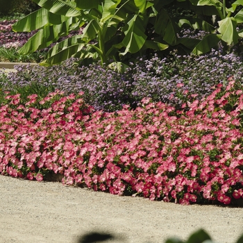 Petunia Easy Wave® 'Rosy Dawn' (144544)