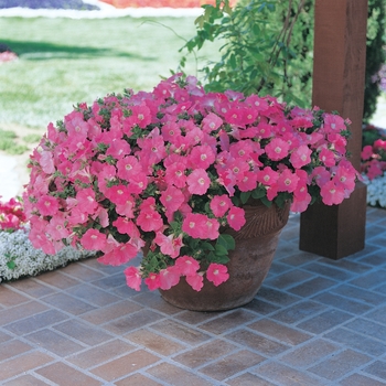 Petunia Easy Wave® 'Pink' (144557)