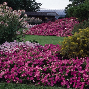 Petunia Easy Wave® 'Pink' (144558)