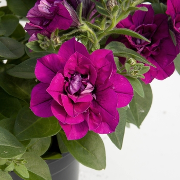 Petunia SweetSunshine™ 'Magenta' (144562)