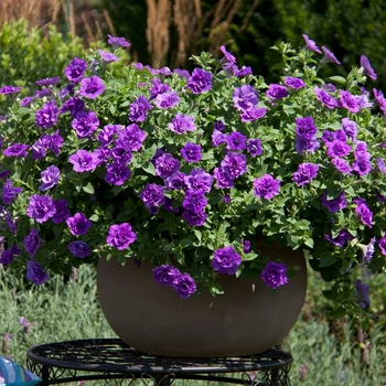 Petunia SweetSunshine™ 'Provence' (144565)