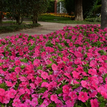 Petunia Pretty Flora™ 'Rose' (144587)