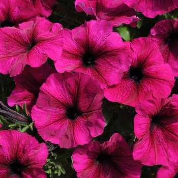 Petunia Sun Spun® 'Burgundy' (144590)