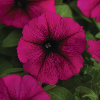 Petunia Sun Spun® 'Burgundy' (144591)