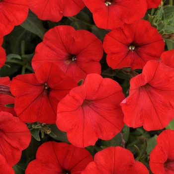 Petunia Sun Spun® 'Red' (144601)