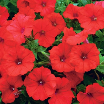 Petunia Surfinia® 'Red' (144606)