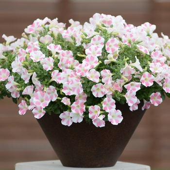 Petunia Surfinia® 'Heartbeat' (144608)