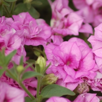 Petunia Surfinia® 'Summer Double™ Pink' (144612)