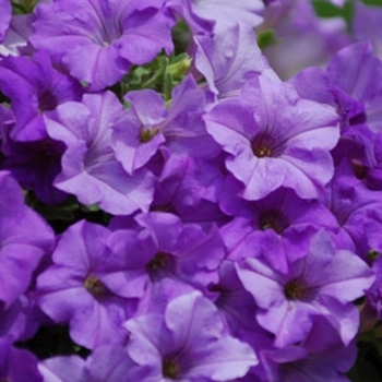 Petunia Surfinia® 'Heavenly Blue' (144625)