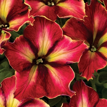 Petunia Crazytunia® 'Mandeville' (144627)