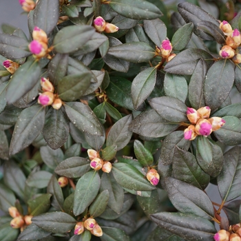 Rhododendron 'Black Hat®' (144666)