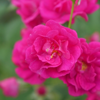 Rosa 'Oso Easy Peasy®' (144683)