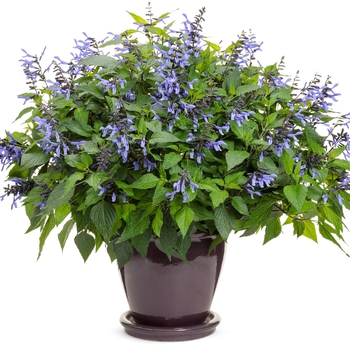 Salvia Rockin'® 'Blue Suede Shoes™' (144718)