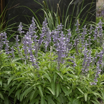 Salvia farinacea 'Blue Frost' (144724)