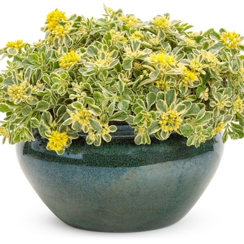 Sedum Rock 'N Grow® 'Boogie Woogie' (144729)