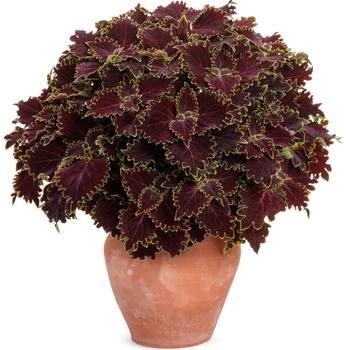 Coleus scutellarioides ColorBlaze® 'Wicked Witch™' (144741)