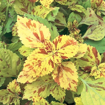 Coleus scutellarioides 'Freckles' (144742)