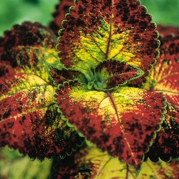 Coleus scutellarioides 'Mt. Washington' (144748)