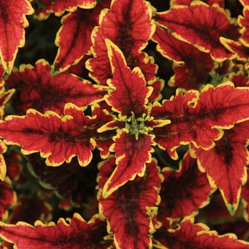 Coleus scutellarioides ColorBlaze® 'El Brighto' (144749)