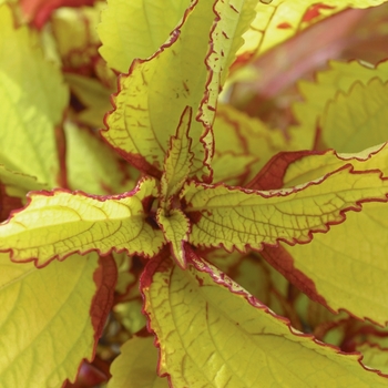 Coleus scutellarioides 'Pineapple' (144750)