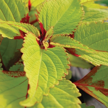 Coleus scutellarioides 'Pineapple' (144751)