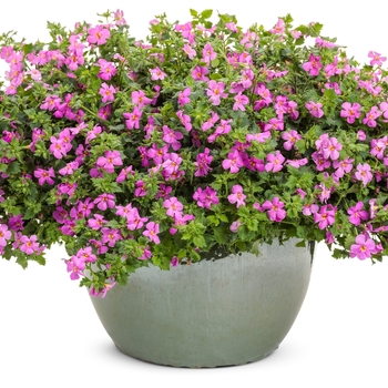 Sutera cordata Snowstorm® 'Rose' (144757)