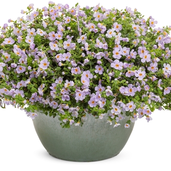 Sutera cordata Snowstorm® 'Glacier Blue™' (144759)