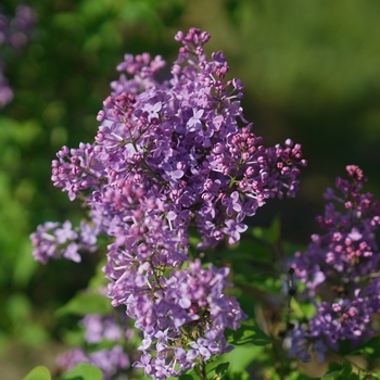 Syringa x hyacinthiflora Scentara Pura® '' (144761)