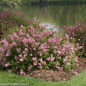 Syringa Scent and Sensibility™ 'Pink' (144765)