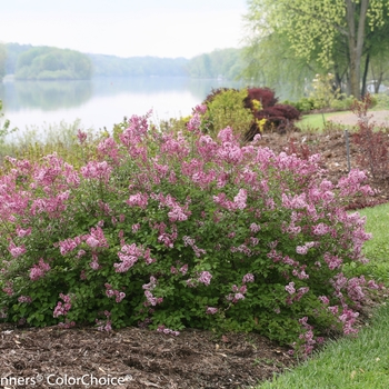 Syringa Scent and Sensibility™ 'Pink' (144766)